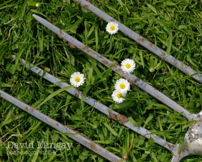 May 21: Forking daisies