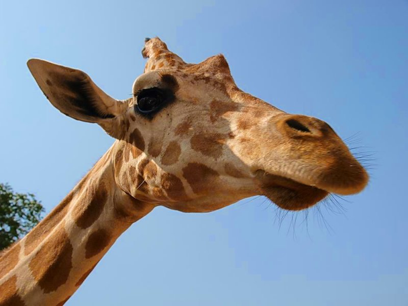 Giraffe - heres looking at you