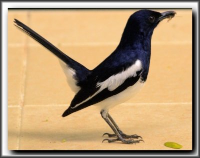 Birdy