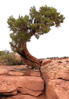 Trees grow out of rocks at Dead Horse Point State Park
