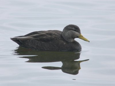 American Black Duck