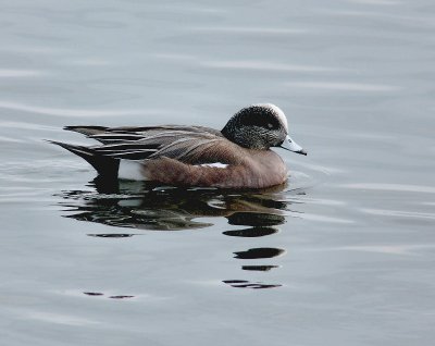 American Wigeon-is his eye open or closed?
