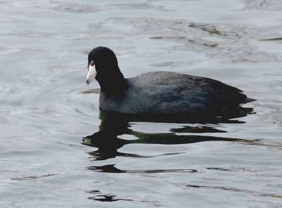  American Coot