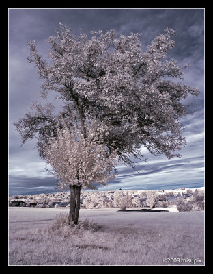 IRrer Baum