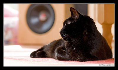04.01.09 - Mellowcat