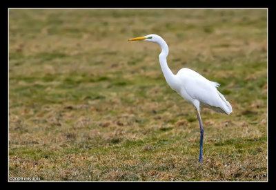 29.01.09 - White Heron