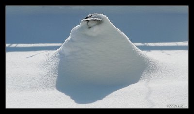 19.02.09 - Jabba in the snow