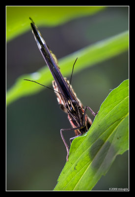 01.03.09 - Flutterby