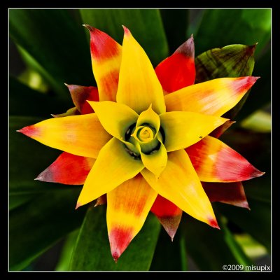 02.03.09 -  A Star is Grown