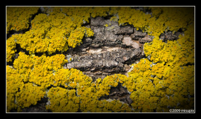 03.03.09 -  bark