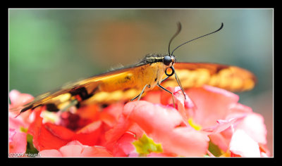 04.03.09 -  Goldwing