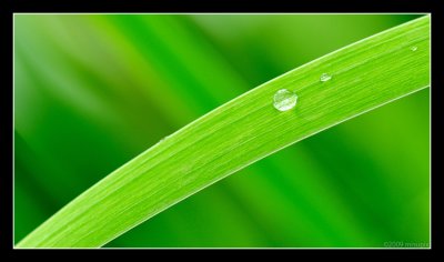 06.07.09 - Green