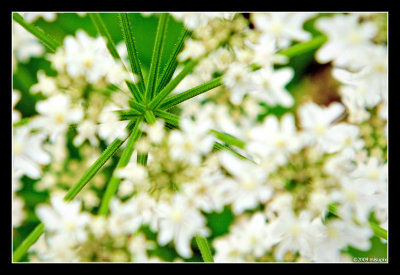 11.07.09 - GreenStar