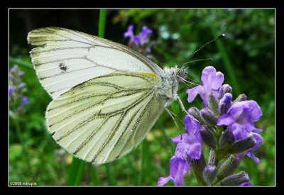 14.07.09 - Lavenderling