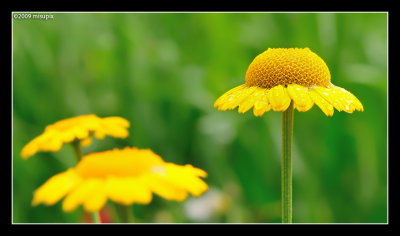 20.07.09 - Yellow