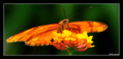 09.09.09 - Gold