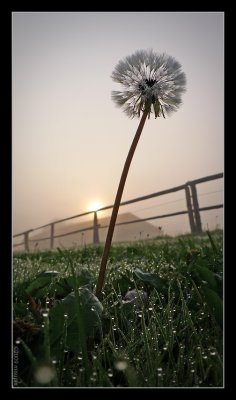 24.09.09 - Dew