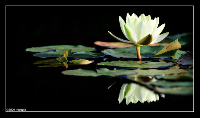 27.09.09 - Mirror