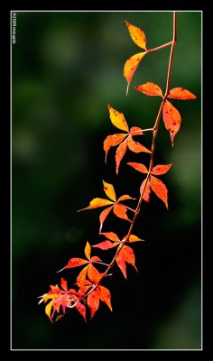 29.09.09 - Fiery