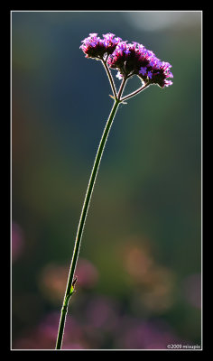 30.09.09 - Tripple