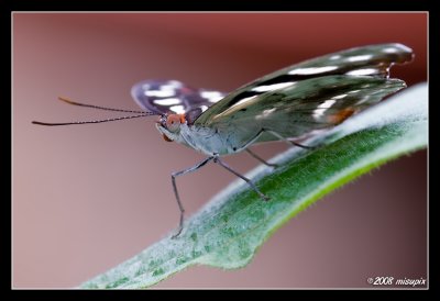 Red Eye