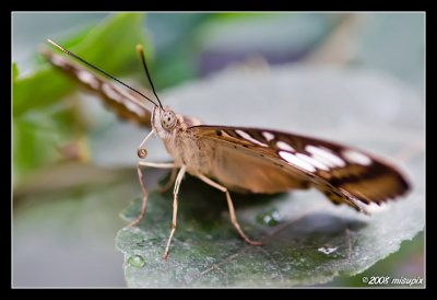 Mothra 2