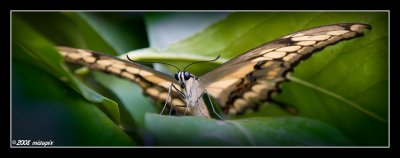 Mothra
