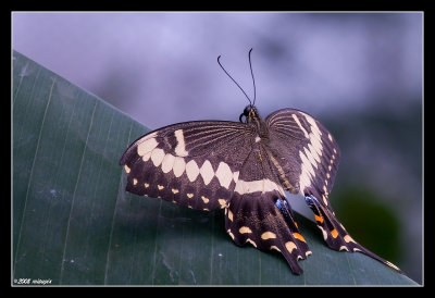 flatterlinge_29022008