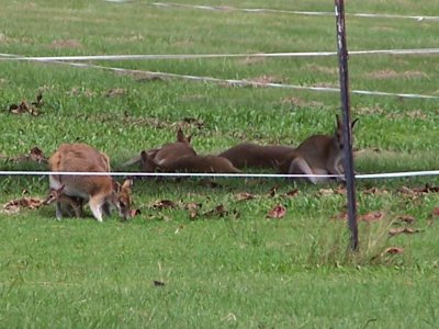 The neighbors.