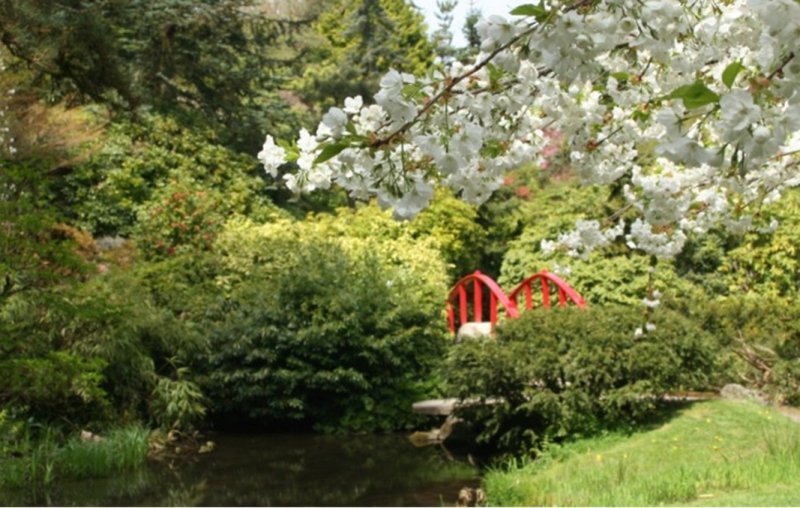 Red Bridge under white flowers