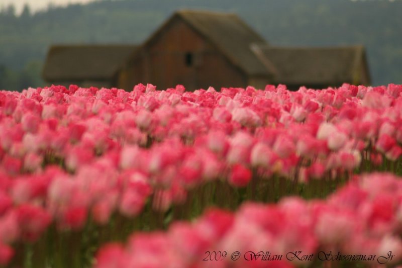 Pink with barn