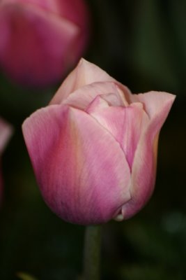 Tulip Visit 2009 002-.jpg