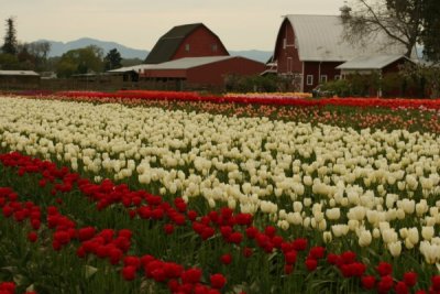 Tulip Visit 2009 017-.jpg