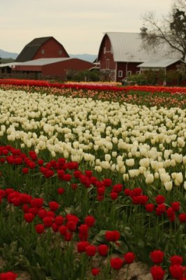 Tulip Visit 2009 018-.jpg