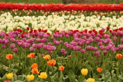 Tulip Visit 2009 022-.jpg
