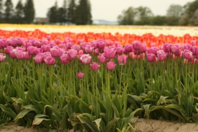 Tulip Visit 2009 025-.jpg