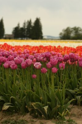 Tulip Visit 2009 026-.jpg
