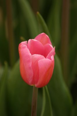 Tulip Visit 2009 027-.jpg