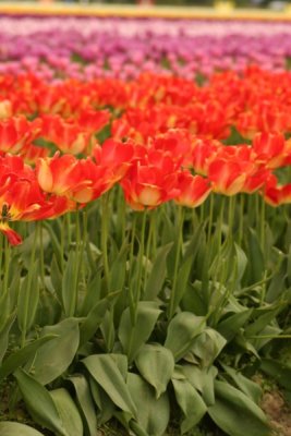 Tulip Visit 2009 028-.jpg