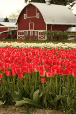 Tulip Visit 2009 029-.jpg
