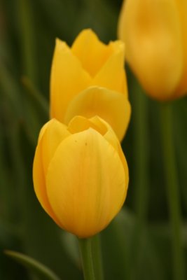 Tulip Visit 2009 031-.jpg