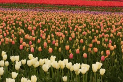 Tulip Visit 2009 032-.jpg