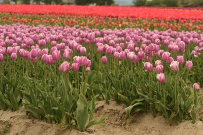 Tulip Visit 2009 033-.jpg