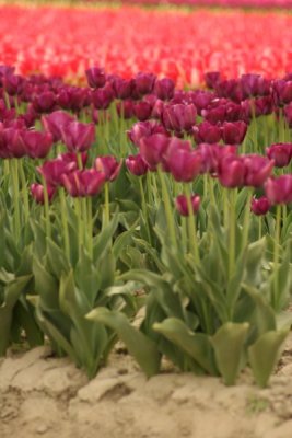 Tulip Visit 2009 035-.jpg