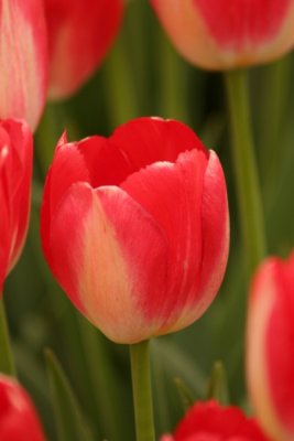 Tulip Visit 2009 036-.jpg
