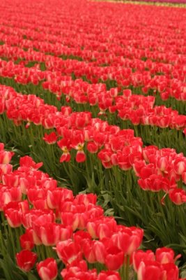 Tulip Visit 2009 037-.jpg