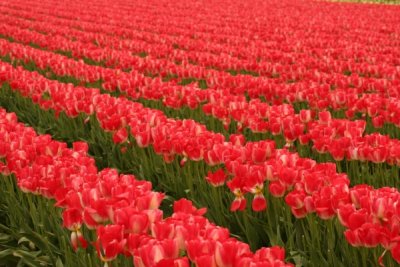 Tulip Visit 2009 038-.jpg