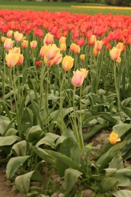 Tulip Visit 2009 043-.jpg