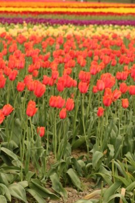 Tulip Visit 2009 044-.jpg