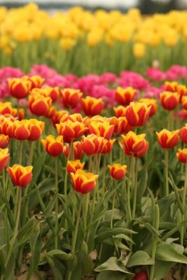 Tulip Visit 2009 047-.jpg